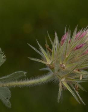 Fotografia 17 da espécie Trifolium stellatum no Jardim Botânico UTAD