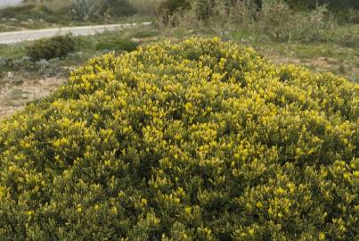 Fotografia da espécie Ulex erinaceus