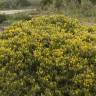 Fotografia 3 da espécie Ulex erinaceus do Jardim Botânico UTAD