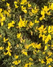 Fotografia da espécie Ulex erinaceus
