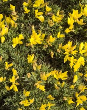 Fotografia 1 da espécie Ulex erinaceus no Jardim Botânico UTAD