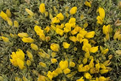 Fotografia da espécie Ulex erinaceus