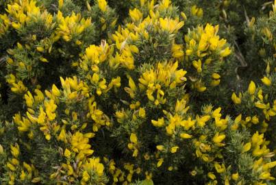 Fotografia da espécie Ulex erinaceus