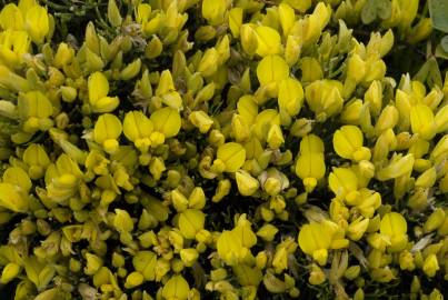 Fotografia da espécie Ulex erinaceus