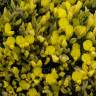 Fotografia 8 da espécie Ulex erinaceus do Jardim Botânico UTAD