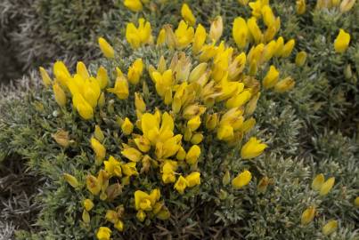 Fotografia da espécie Ulex erinaceus