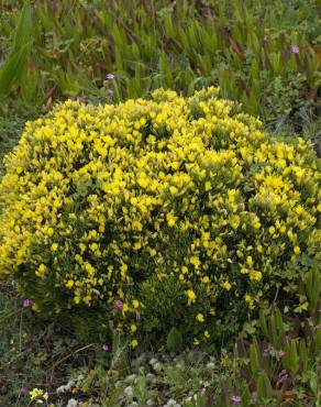 Fotografia 10 da espécie Ulex erinaceus no Jardim Botânico UTAD