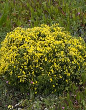 Fotografia 10 da espécie Ulex erinaceus no Jardim Botânico UTAD