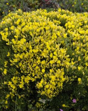 Fotografia 11 da espécie Ulex erinaceus no Jardim Botânico UTAD