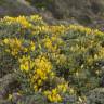 Fotografia 12 da espécie Ulex erinaceus do Jardim Botânico UTAD