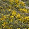 Fotografia 13 da espécie Ulex erinaceus do Jardim Botânico UTAD