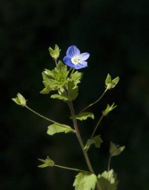 Fotografia 7 da espécie Veronica agrestis no Jardim Botânico UTAD