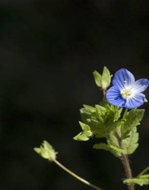 Fotografia 8 da espécie Veronica agrestis no Jardim Botânico UTAD