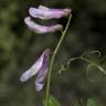 Fotografia 3 da espécie Vicia parviflora do Jardim Botânico UTAD