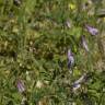 Fotografia 1 da espécie Vicia parviflora do Jardim Botânico UTAD