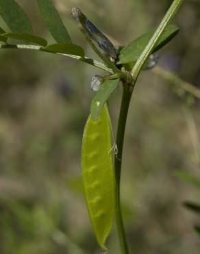 Fotografia 4 da espécie Vicia parviflora no Jardim Botânico UTAD