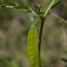 Fotografia 4 da espécie Vicia parviflora do Jardim Botânico UTAD