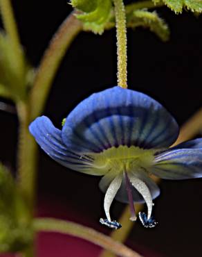 Fotografia 11 da espécie Veronica agrestis no Jardim Botânico UTAD