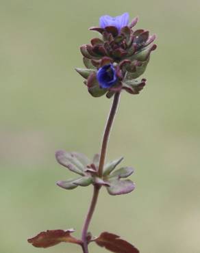 Fotografia 5 da espécie Veronica triphyllos no Jardim Botânico UTAD