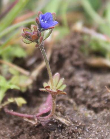 Fotografia de capa Veronica triphyllos - do Jardim Botânico