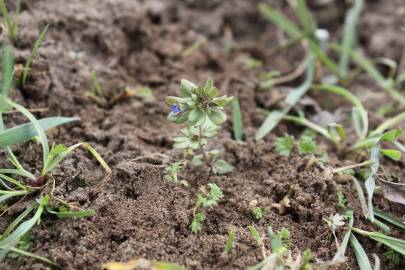 Fotografia da espécie Veronica triphyllos