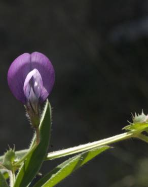 Fotografia 6 da espécie Vicia bithynica no Jardim Botânico UTAD