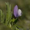 Fotografia 7 da espécie Vicia bithynica do Jardim Botânico UTAD