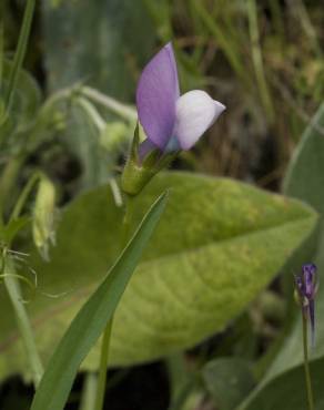 Fotografia 8 da espécie Vicia bithynica no Jardim Botânico UTAD