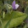 Fotografia 8 da espécie Vicia bithynica do Jardim Botânico UTAD