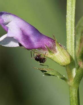 Fotografia 11 da espécie Vicia bithynica no Jardim Botânico UTAD