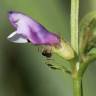 Fotografia 11 da espécie Vicia bithynica do Jardim Botânico UTAD