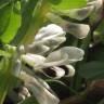 Fotografia 1 da espécie Vicia faba do Jardim Botânico UTAD