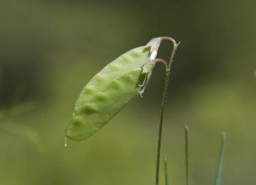 Fotografia da espécie Vicia hirsuta