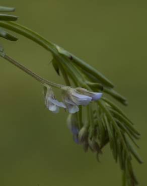 Fotografia 15 da espécie Vicia hirsuta no Jardim Botânico UTAD