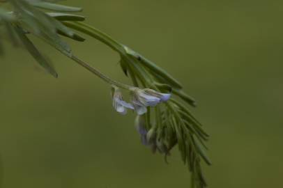 Fotografia da espécie Vicia hirsuta