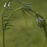 Fotografia 16 da espécie Vicia hirsuta do Jardim Botânico UTAD