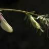 Fotografia 3 da espécie Vicia lutea subesp. vestita do Jardim Botânico UTAD