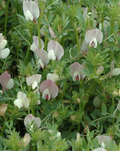 Fotografia de capa Vicia lutea subesp. vestita - do Jardim Botânico