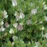 Fotografia 1 da espécie Vicia lutea subesp. vestita do Jardim Botânico UTAD