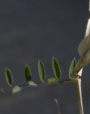 Fotografia 4 da espécie Vicia lutea subesp. vestita no Jardim Botânico UTAD