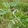 Fotografia 1 da espécie Vicia narbonensis do Jardim Botânico UTAD