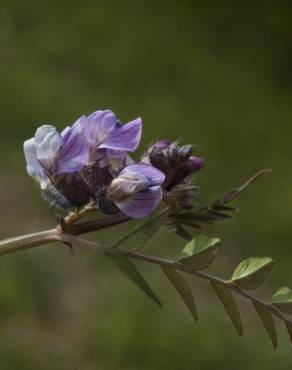 Fotografia 14 da espécie Vicia sepium no Jardim Botânico UTAD