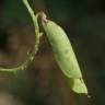 Fotografia 15 da espécie Vicia sepium do Jardim Botânico UTAD