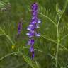 Fotografia 4 da espécie Vicia tenuifolia do Jardim Botânico UTAD