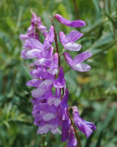 Fotografia de capa Vicia tenuifolia - do Jardim Botânico