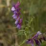 Fotografia 6 da espécie Vicia tenuifolia do Jardim Botânico UTAD