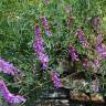 Fotografia 7 da espécie Vicia tenuifolia do Jardim Botânico UTAD