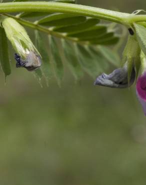 Fotografia 5 da espécie Vicia sativa subesp. sativa no Jardim Botânico UTAD