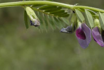 Fotografia da espécie Vicia sativa subesp. sativa