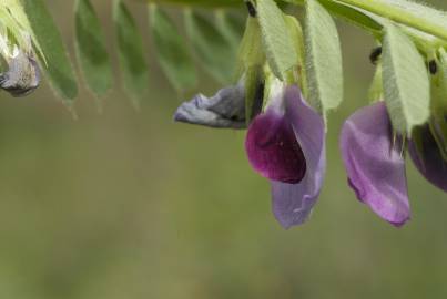 Fotografia da espécie Vicia sativa subesp. sativa